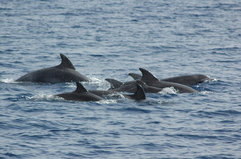 we will see dolphins on our way back